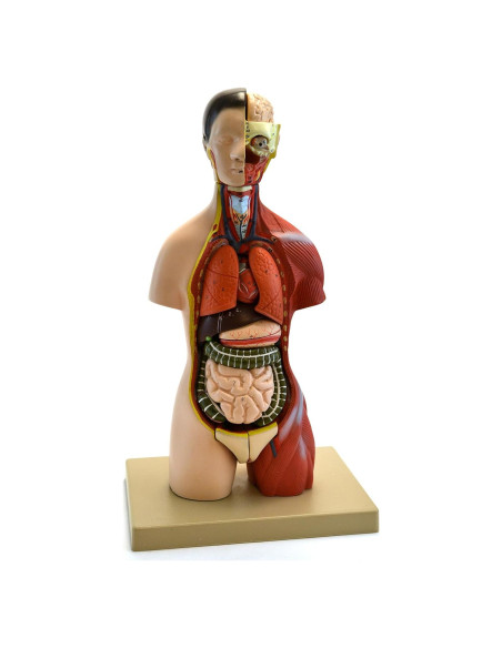 Modelo Anatómico de Torso Humano Eisco 16 Piezas 45.72 cm