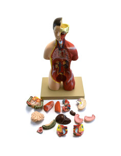Modelo Anatómico de Torso Humano Eisco 16 Piezas 45.72 cm 2