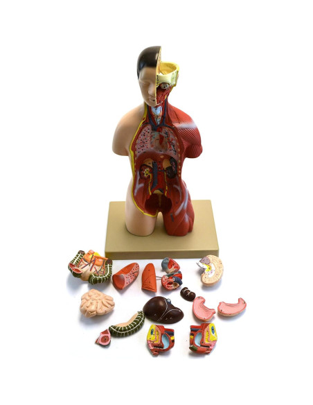 Modelo Anatómico de Torso Humano Eisco 16 Piezas 45.72 cm
