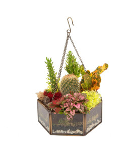 Terrario Colgante de Vidrio D'Eco Mini Hexágono 16.5x6.3cm 2
