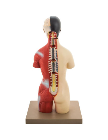 Modelo Anatómico de Torso Humano Eisco 16 Piezas 45.72 cm