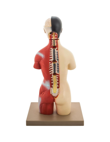 Modelo Anatómico de Torso Humano Eisco 16 Piezas 45.72 cm