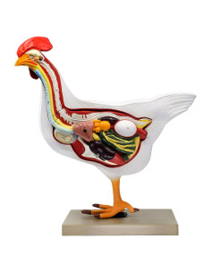 Modelo de Anatomía de Gallina Eisco 6 Partes a Tamaño Natural