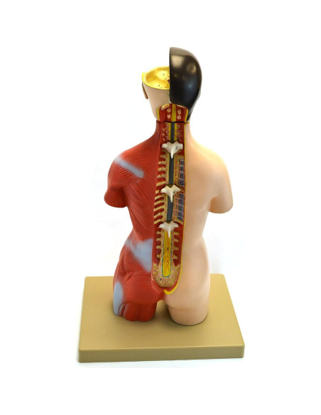 Modelo Anatómico de Torso Humano Eisco 16 Piezas 45.72 cm