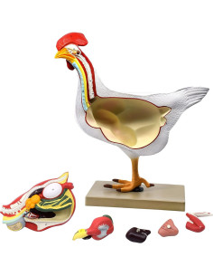 Modelo de Anatomía de Gallina Eisco 6 Partes a Tamaño Natural 2