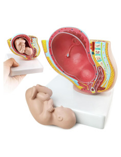 Modelo Anatómico Médico Pelvis Humana Femenina 9 Meses