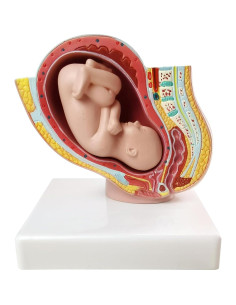 Modelo Anatómico Médico Pelvis Humana Femenina 9 Meses 2