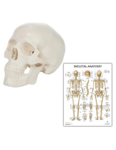 Modelo de Cráneo Miniatura Axis Scientific 8.9 cm 3 Partes