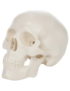 Modelo de Cráneo Miniatura Axis Scientific 8.9 cm 3 Partes 2