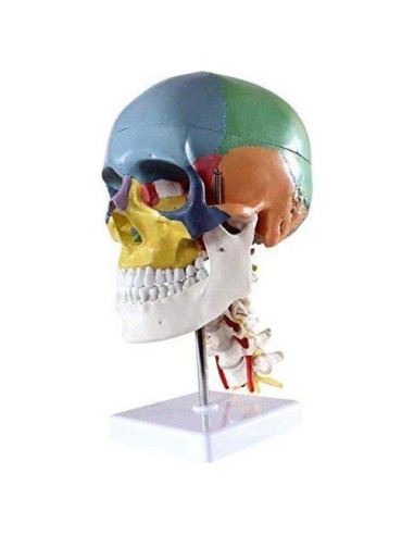 Cráneo Humano Anatómico Global-Dental con 7 Vértebras y Soporte