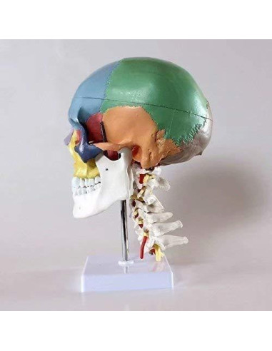 Cráneo Humano Anatómico Global-Dental con 7 Vértebras y Soporte