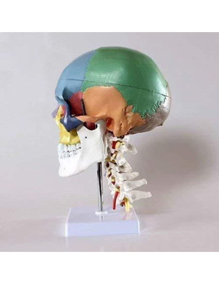 Cráneo Humano Anatómico Global-Dental con 7 Vértebras y Soporte