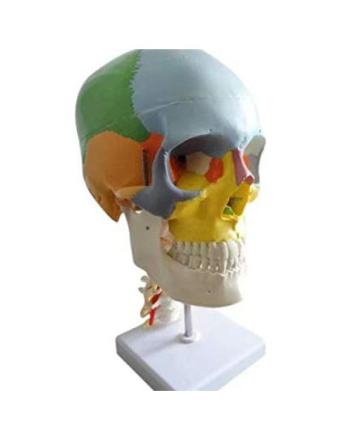 Cráneo Humano Anatómico Global-Dental con 7 Vértebras y Soporte