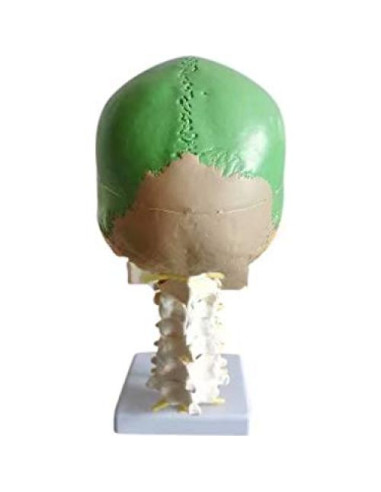 Cráneo Humano Anatómico Global-Dental con 7 Vértebras y Soporte