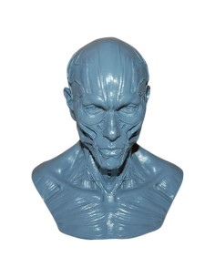 Modelo Humano Anatomía Cráneo HSOMiD 10.16 cm Estudio Médico