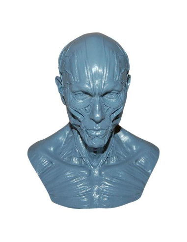 Modelo Humano Anatomía Cráneo HSOMiD 10.16 cm Estudio Médico