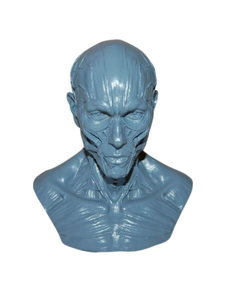 Modelo Humano Anatomía Cráneo HSOMiD 10.16 cm Estudio Médico