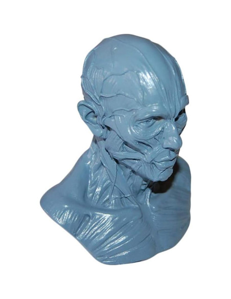 Modelo Humano Anatomía Cráneo HSOMiD 10.16 cm Estudio Médico
