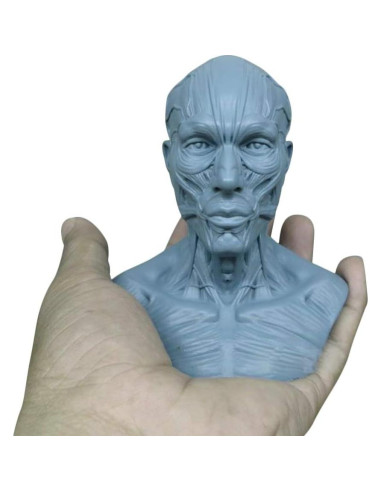 Modelo Humano Anatomía Cráneo HSOMiD 10.16 cm Estudio Médico