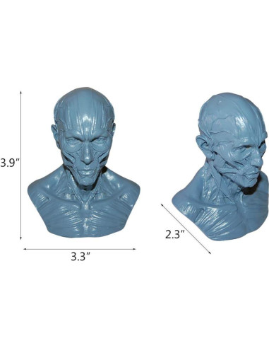 Modelo Humano Anatomía Cráneo HSOMiD 10.16 cm Estudio Médico