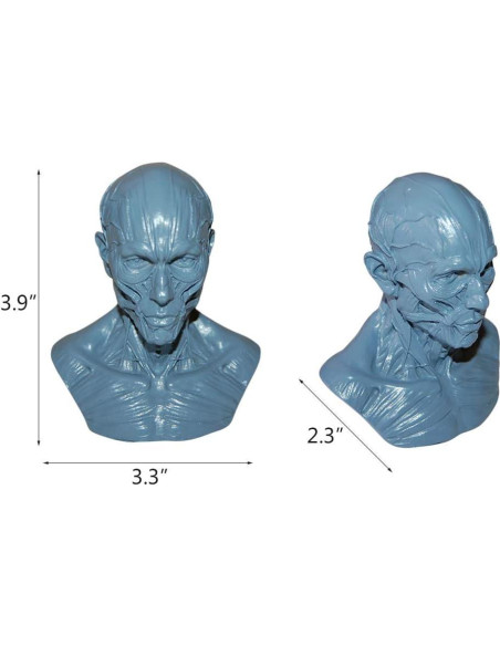 Modelo Humano Anatomía Cráneo HSOMiD 10.16 cm Estudio Médico