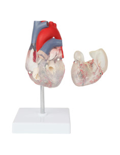 Modelo de Corazón Humano 2 Partes Axis Scientific, Transparente
