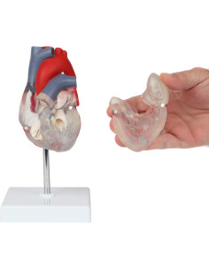 Modelo de Corazón Humano 2 Partes Axis Scientific, Transparente 2