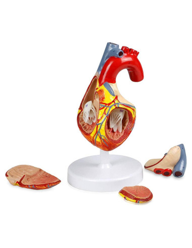 Modelo Corazón Humano Vision Scientific VAC438-N 4 Partes 2X Real