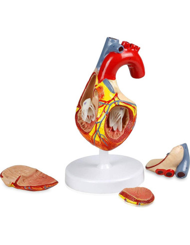 Modelo Corazón Humano Vision Scientific VAC438-N 4 Partes 2X Real