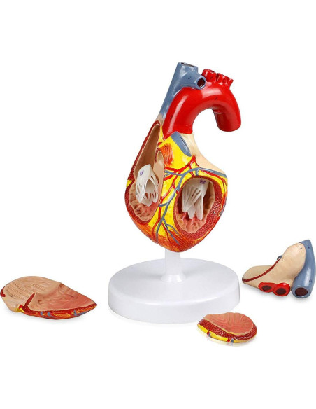 Modelo Corazón Humano Vision Scientific VAC438-N 4 Partes 2X Real