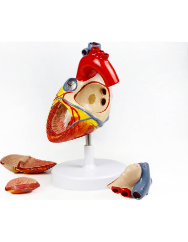 Modelo Corazón Humano Vision Scientific VAC438-N 4 Partes 2X Real