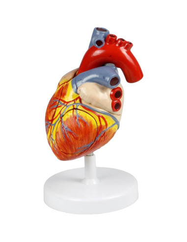 Modelo Corazón Humano Vision Scientific VAC438-N 4 Partes 2X Real