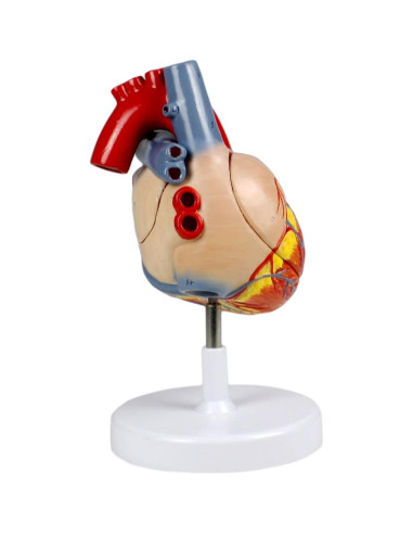 Modelo Corazón Humano Vision Scientific VAC438-N 4 Partes 2X Real
