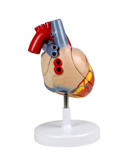 Modelo Corazón Humano Vision Scientific VAC438-N 4 Partes 2X Real