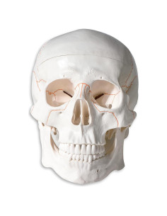 Modelo de Cráneo Humano con Sutura Removible 19.05 cm PVC
