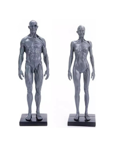 Figura de Anatomía Humana Masculina y Femenina MModel 28 cm