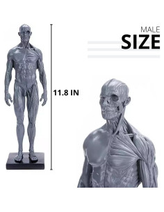 Figura de Anatomía Humana Masculina y Femenina MModel 28 cm 2