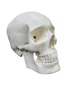 Modelo de Cráneo Humano Anatómico 20.32 cm 3-Partes Haobase