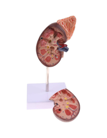Modelo Anatómico de Riñón Educativo DAUZ PVC 14x12 cm