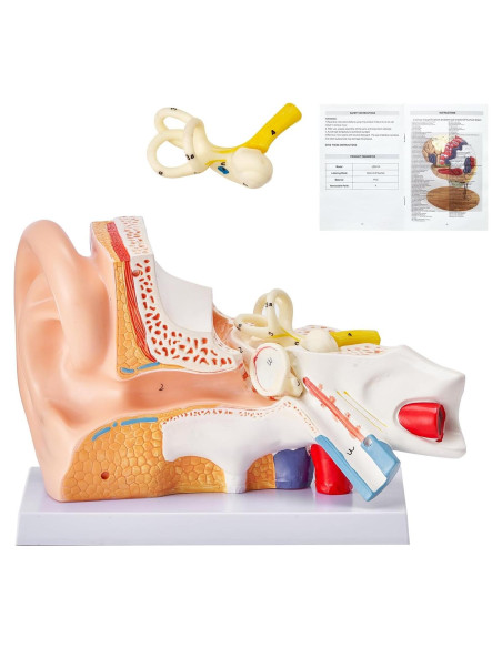 Modelo de Anatomía del Oído Humano Happybuy 5X PVC 3 Partes