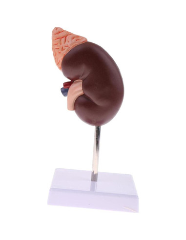 Modelo Anatómico de Riñón Educativo DAUZ PVC 14x12 cm
