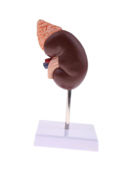 Modelo Anatómico de Riñón Educativo DAUZ PVC 14x12 cm