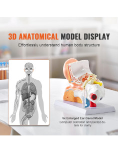 Modelo de Anatomía del Oído Humano Happybuy 5X PVC 3 Partes 2