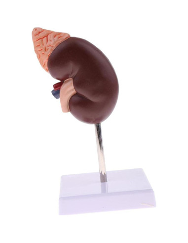 Modelo Anatómico de Riñón Educativo DAUZ PVC 14x12 cm