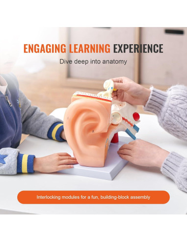 Modelo de Anatomía del Oído Humano Happybuy 5X PVC 3 Partes