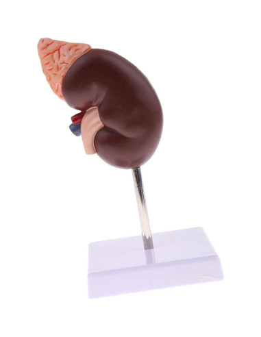 Modelo Anatómico de Riñón Educativo DAUZ PVC 14x12 cm
