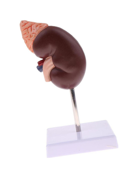 Modelo Anatómico de Riñón Educativo DAUZ PVC 14x12 cm