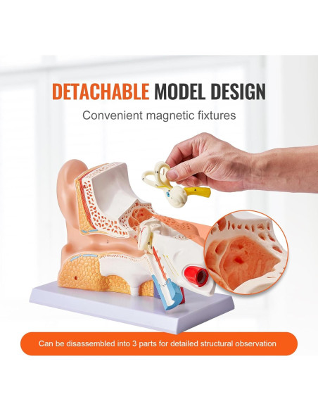 Modelo de Anatomía del Oído Humano Happybuy 5X PVC 3 Partes