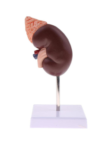 Modelo Anatómico de Riñón Educativo DAUZ PVC 14x12 cm