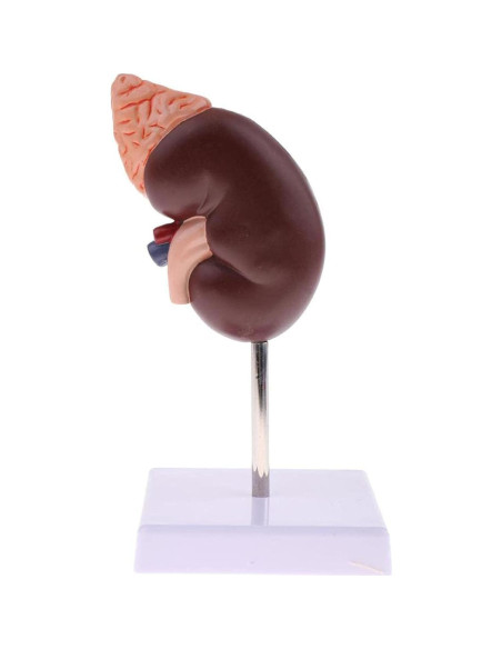 Modelo Anatómico de Riñón Educativo DAUZ PVC 14x12 cm